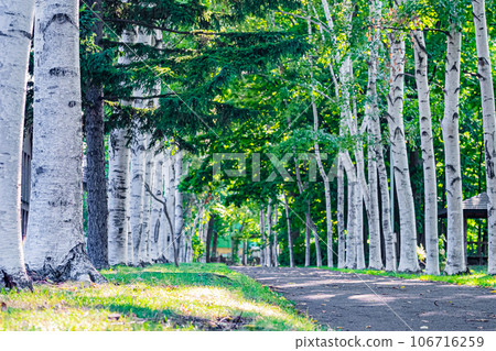 Sapporo Nishino Green Road scenery Sapporo Nishino Green Road scenery 106716259