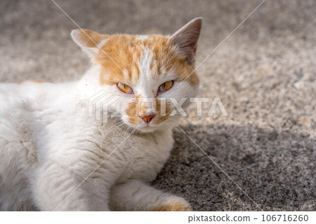 Close-up cat 106716260
