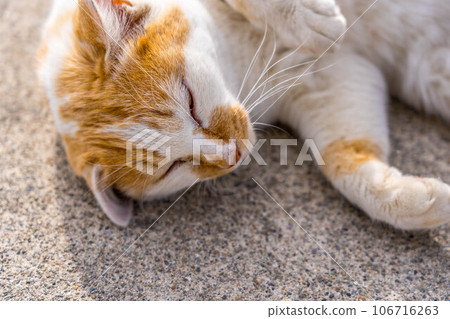 Close-up cat Close-up cat 106716263