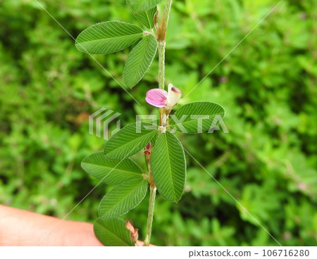 Jahsou的花 Jahsou的花 106716280