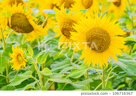 Nayoro City Sunflower Field Scenery Nayoro City Sunflower Field Scenery 106716367
