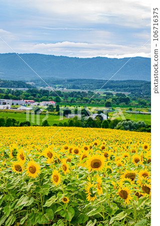 Nayoro City Sunflower Field Scenery 106716375