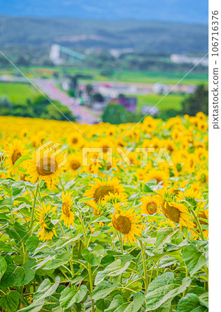 Nayoro City Sunflower Field Scenery Nayoro City Sunflower Field Scenery 106716376