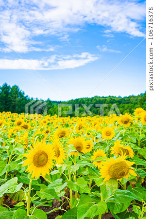 名寄市向日葵田風景 名寄市向日葵田風景 106716378