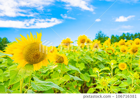 名寄市向日葵田風景 106716381