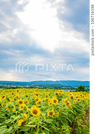 名寄市向日葵田風景 106716386