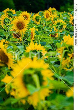 Nayoro City Sunflower Field Scenery Nayoro City Sunflower Field Scenery 106716397