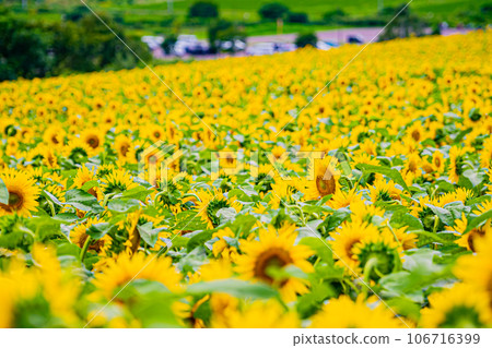 名寄市向日葵田風景 106716399