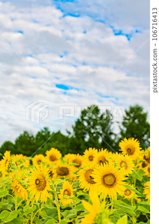 Nayoro City Sunflower Field Scenery 106716413