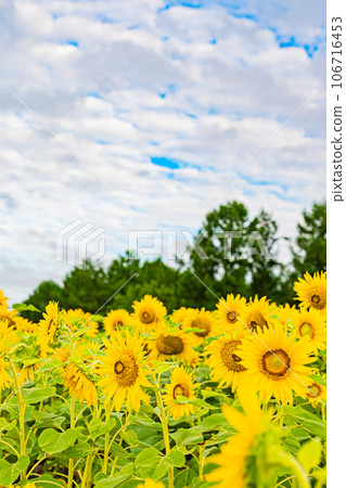 名寄市向日葵田風景 106716453