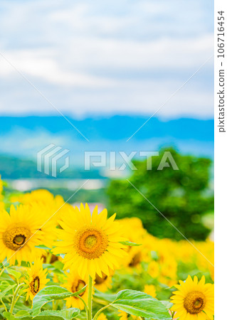 Nayoro city sunflower field scenery 106716454