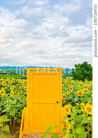 名寄市向日葵田風景 106716455