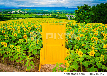 Nayoro city sunflower field scenery Nayoro city sunflower field scenery 106716457