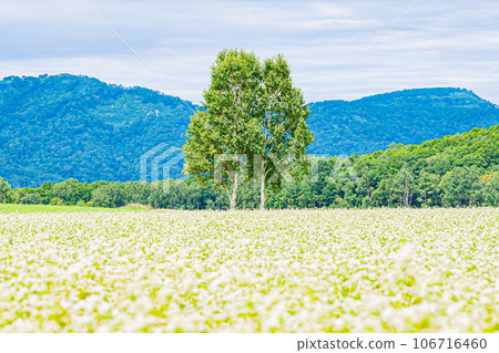 幌加內町、白銀山風景 幌加內町、白銀山風景 106716460