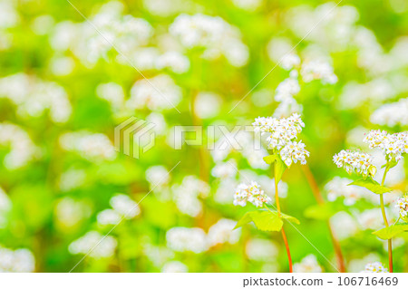 幌加內町、白銀山風景 幌加內町、白銀山風景 106716469