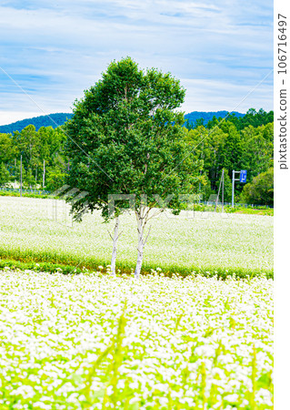 幌加內町、白銀山風景 106716497