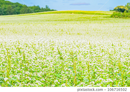 幌加內町、白銀山風景 幌加內町、白銀山風景 106716502