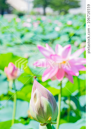 Abira town lotus flower scenery 106716559