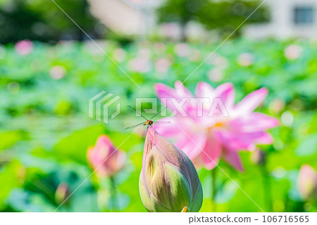 Abira town lotus flower scenery Abira town lotus flower scenery 106716565