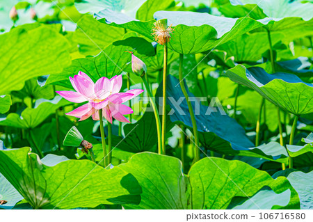 Abira town lotus flower scenery Abira town lotus flower scenery 106716580