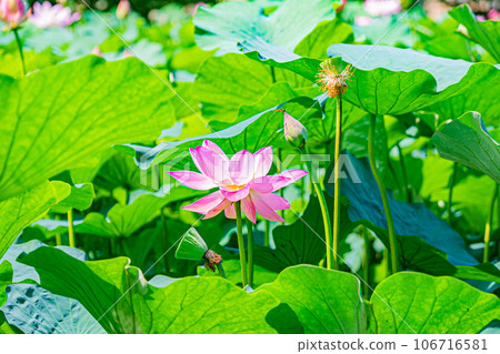 Abira town lotus flower scenery 106716581