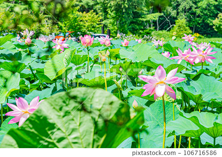 安平町荷花風景 安平町荷花風景 106716586
