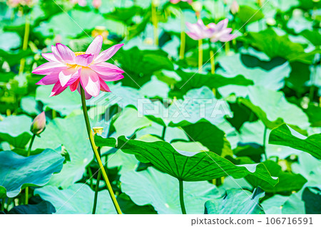 Abira town lotus flower scenery 106716591