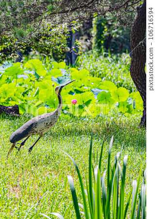 安平町荷花風景 安平町荷花風景 106716594