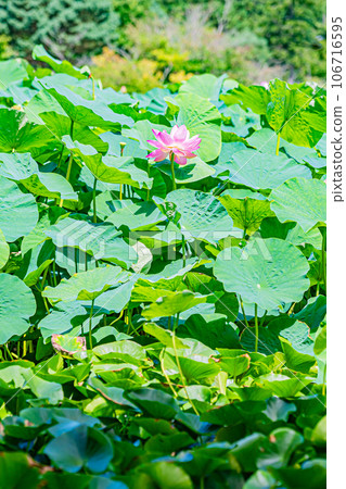 安平町荷花風景 106716595