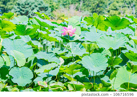 安平町荷花風景 106716596