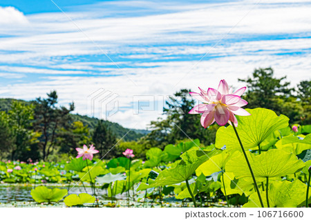 Abira town lotus flower scenery 106716600