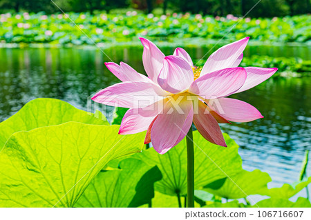 Abira town lotus flower scenery Abira town lotus flower scenery 106716607