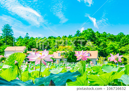 安平町荷花風景 106716632