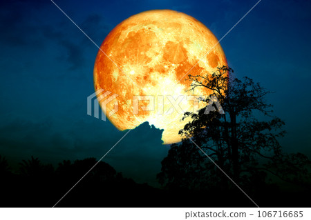 Super strawberry moon back on cloud and tree in the field and night sky 106716685