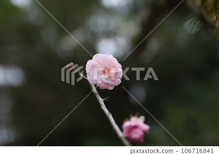 粉紅色的梅花 106716841