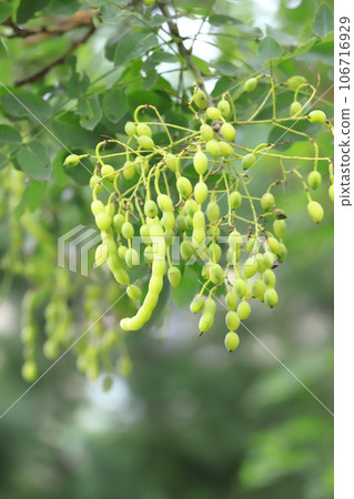 大量的日本鰤魚的果實 106716929