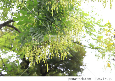 大量的日本鰤魚的果實 大量的日本鰤魚的果實 106716940