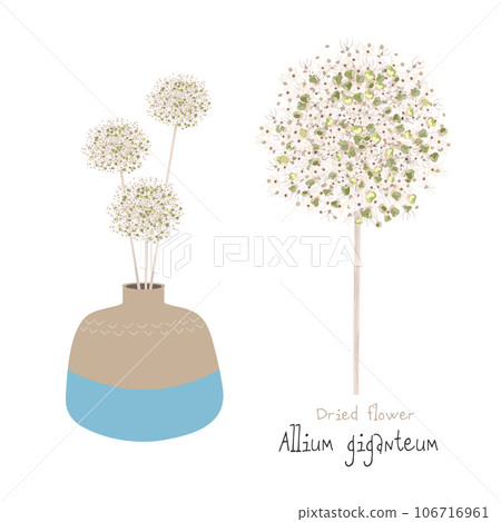 花瓶中的蔥/大蔥乾花 花瓶中的蔥/大蔥乾花 106716961