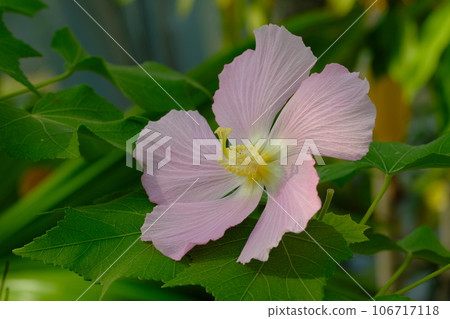 Flowers of saxiflowfish Flowers of saxiflowfish 106717118