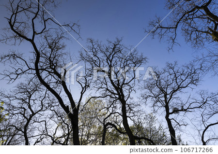 deciduous trees in a mixed forest in the spring season deciduous trees in a mixed forest in the spring season 106717266