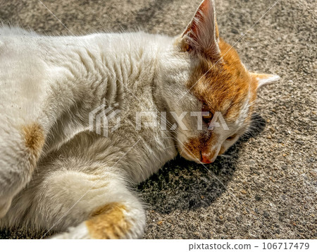 Spring sunshine and cat basking in the sun Spring sunshine and cat basking in the sun 106717479