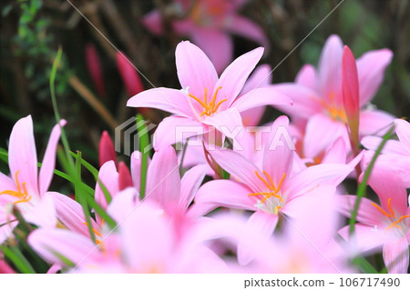 可愛的“Saffron Modoki”花 可愛的“Saffron Modoki”花 106717490