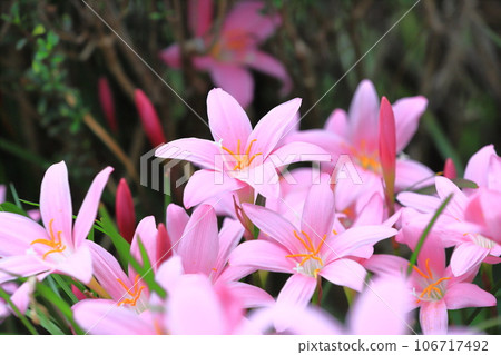 可愛的“Saffron Modoki”花 可愛的“Saffron Modoki”花 106717492