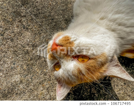 春天的陽光和曬太陽的貓 106717495