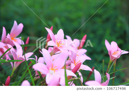 可愛的“Saffron Modoki”花 106717496