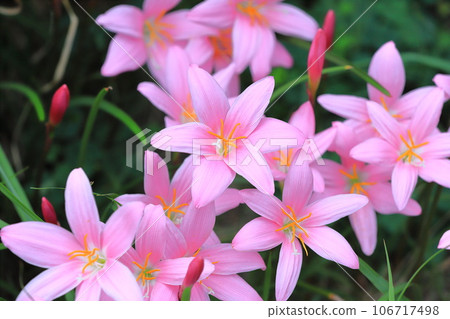 可愛的“Saffron Modoki”花 106717498