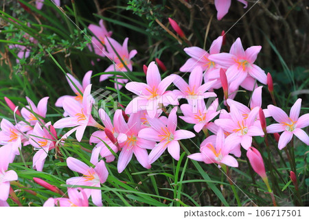 可愛的“Saffron Modoki”花 可愛的“Saffron Modoki”花 106717501