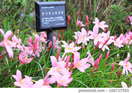 可愛的“Saffron Modoki”花 可愛的“Saffron Modoki”花 106717503