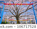 Swing and cherry blossoms 106717528