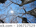 cherry blossoms and glow 106717529